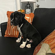 Champ joined the competition — help win amazing prizes! puppy, black_and_white, dog, couch, pillow, lamp, indoor, pet, autumn, home, door, window_blinds, furniture, sitting, cute, young, animal, cozy, decor, leather