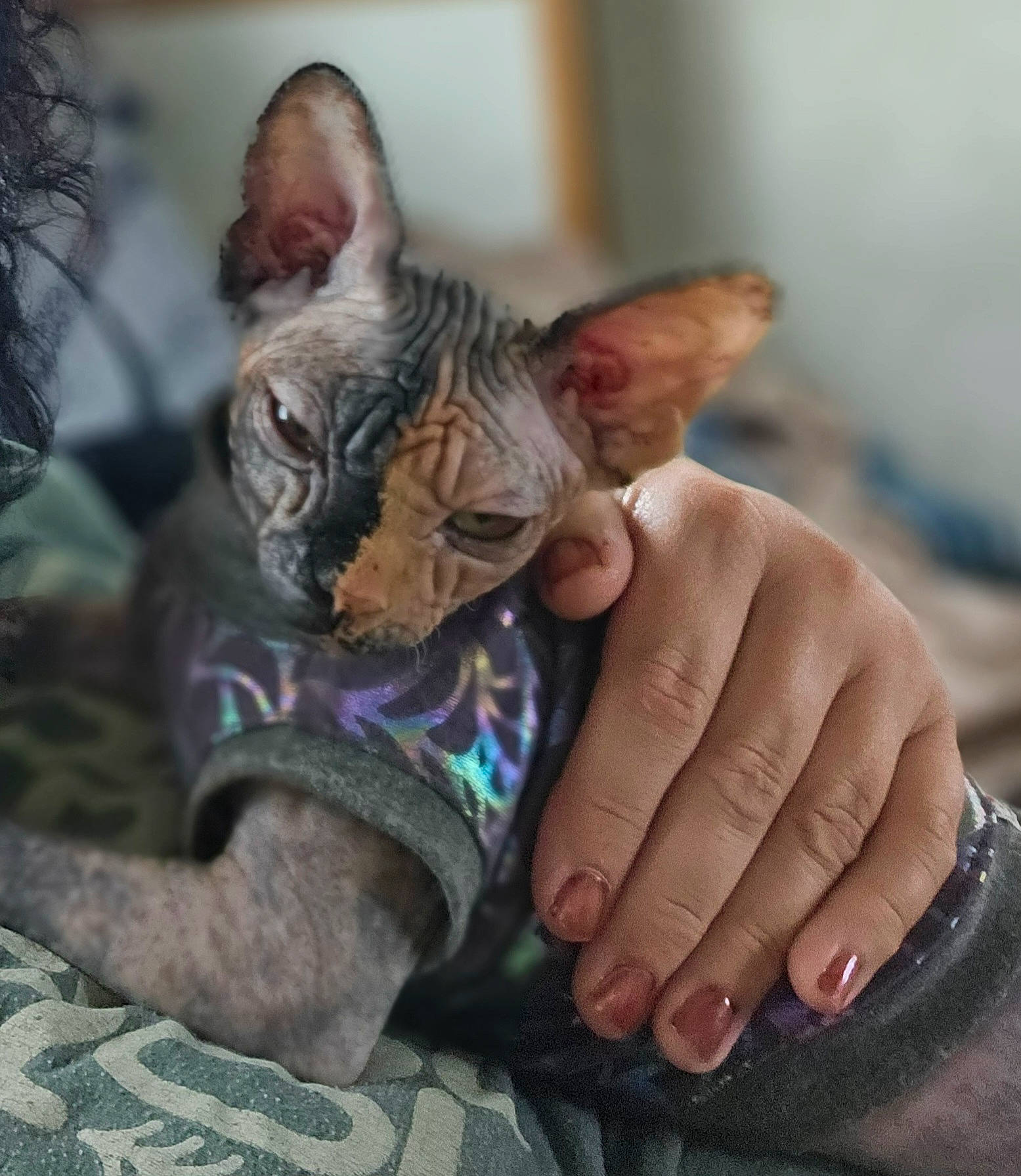 Dipsy is registered to the contest to win money with this photo: carnivore, cat, comfort, dog_breed, ear, electric_blue, fawn, felidae, fur, gesture, human_leg, nail, peterbald, small_to_medium_sized_cats, snout, terrestrial_animal, thumb, whiskers, wrinkle, wrist