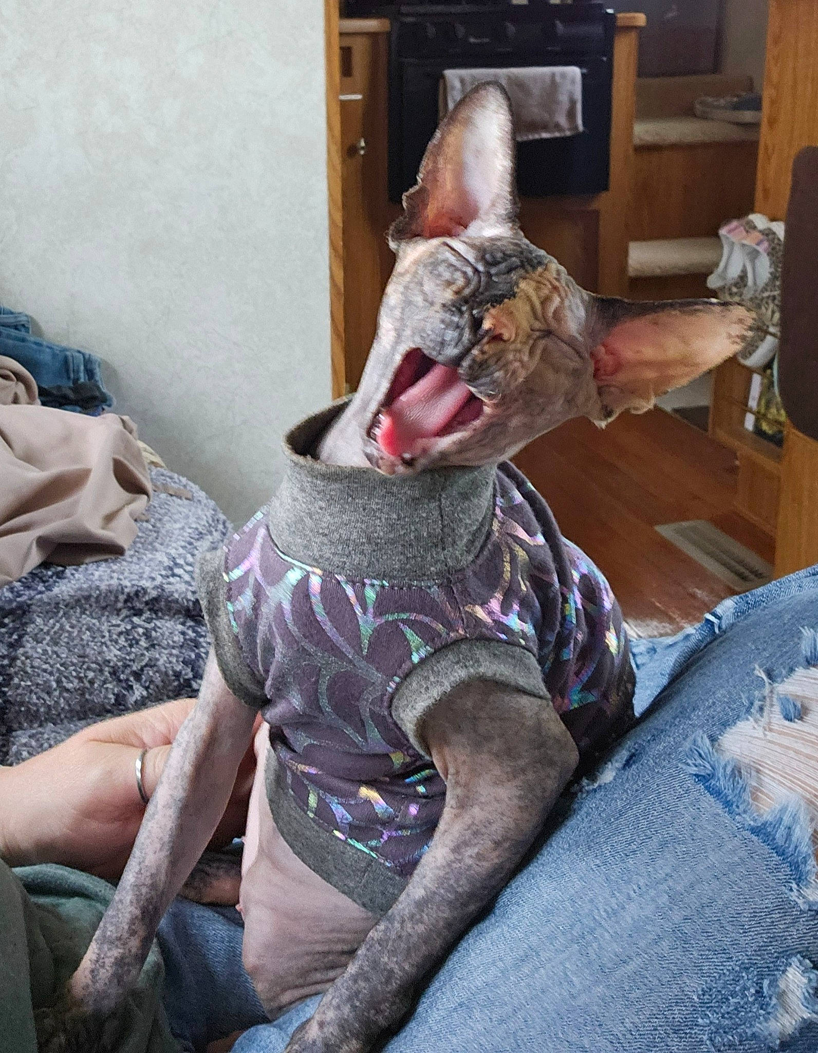 Dipsy joined the competition — help win amazing prizes! cabinetry, carnivore, comfort, couch, fawn, felidae, foot, grey, human_body, human_leg, knee, lap, leg, linens, living_room, military_camouflage, room, sitting, small_to_medium_sized_cats, thigh