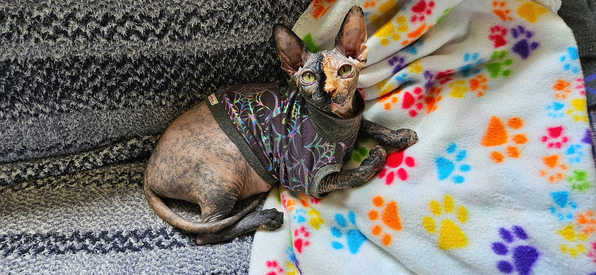 Dipsy joined the competition — help win amazing prizes! art, canidae, collar, corgi_chihuahua, dog_breed, fashion_accessory, fawn, felidae, fur, grey, jewellery, linens, pattern, small_to_medium_sized_cats, snout, sunglasses, tail, textile, whiskers, working_animal