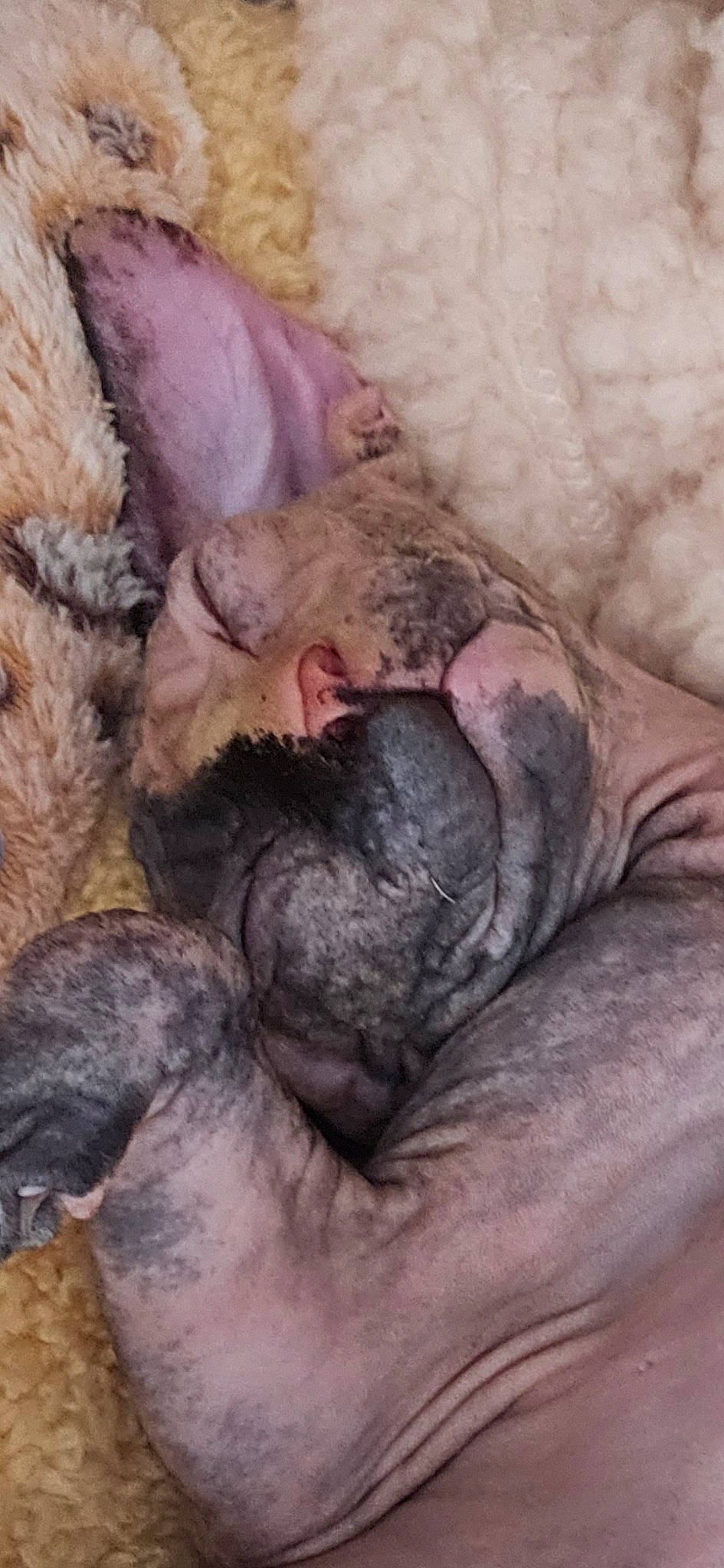 Dipsy joined the competition — help win amazing prizes! canidae, claw, comfort, companion_dog, dog_breed, fawn, flesh, fur, grey, liver, livestock, nap, paw, sleep, snout, sporting_group, terrestrial_animal, wrinkle