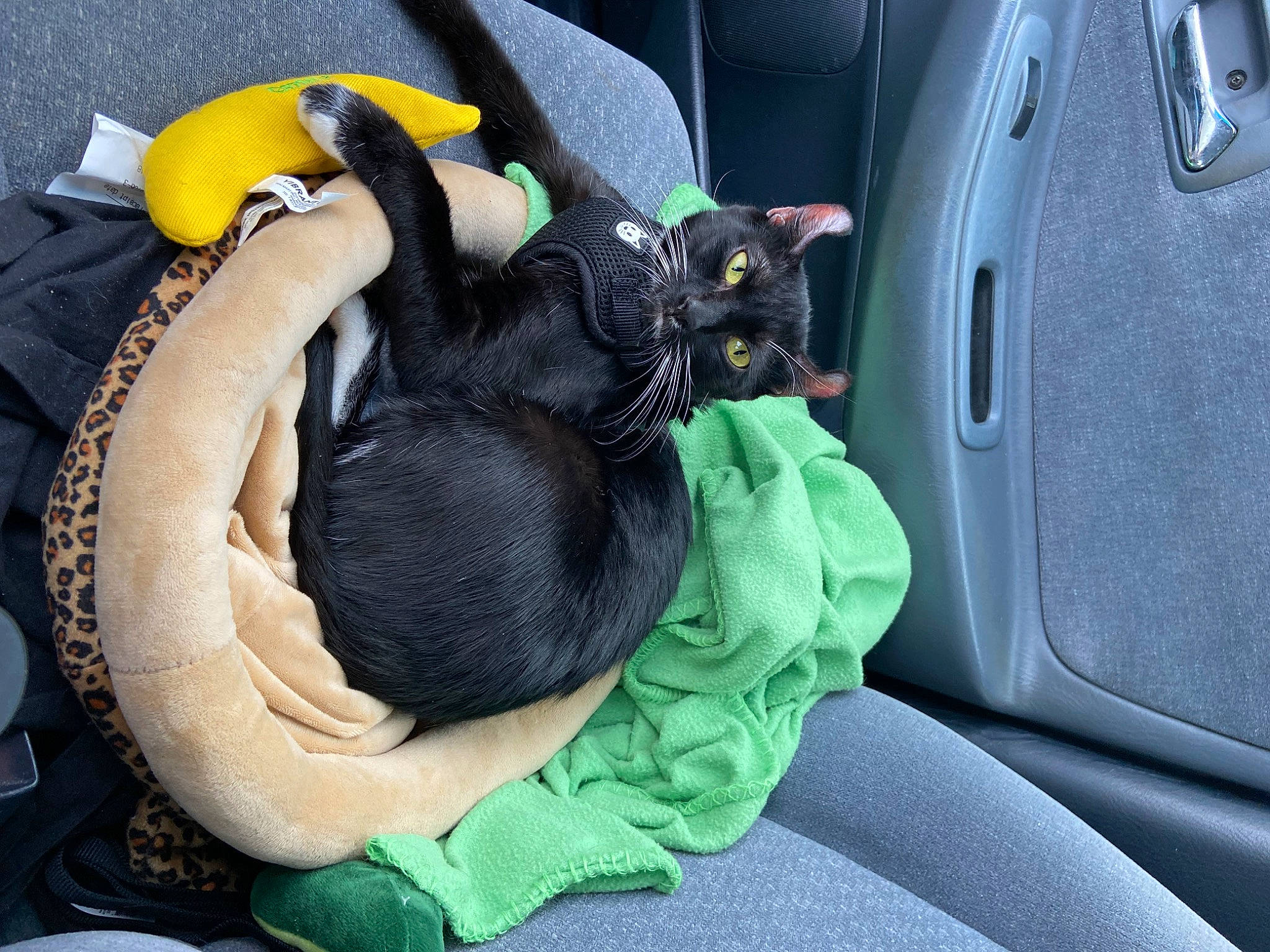 Charlotte is registered to the contest to win money with this photo: auto_part, bag, car_seat, car_seat_cover, carnivore, cat, comfort, companion_dog, dog_breed, family_car, felidae, linens, luggage_and_bags, motor_vehicle, personal_luxury_car, small_to_medium_sized_cats, vehicle, vehicle_door, whiskers, yellow