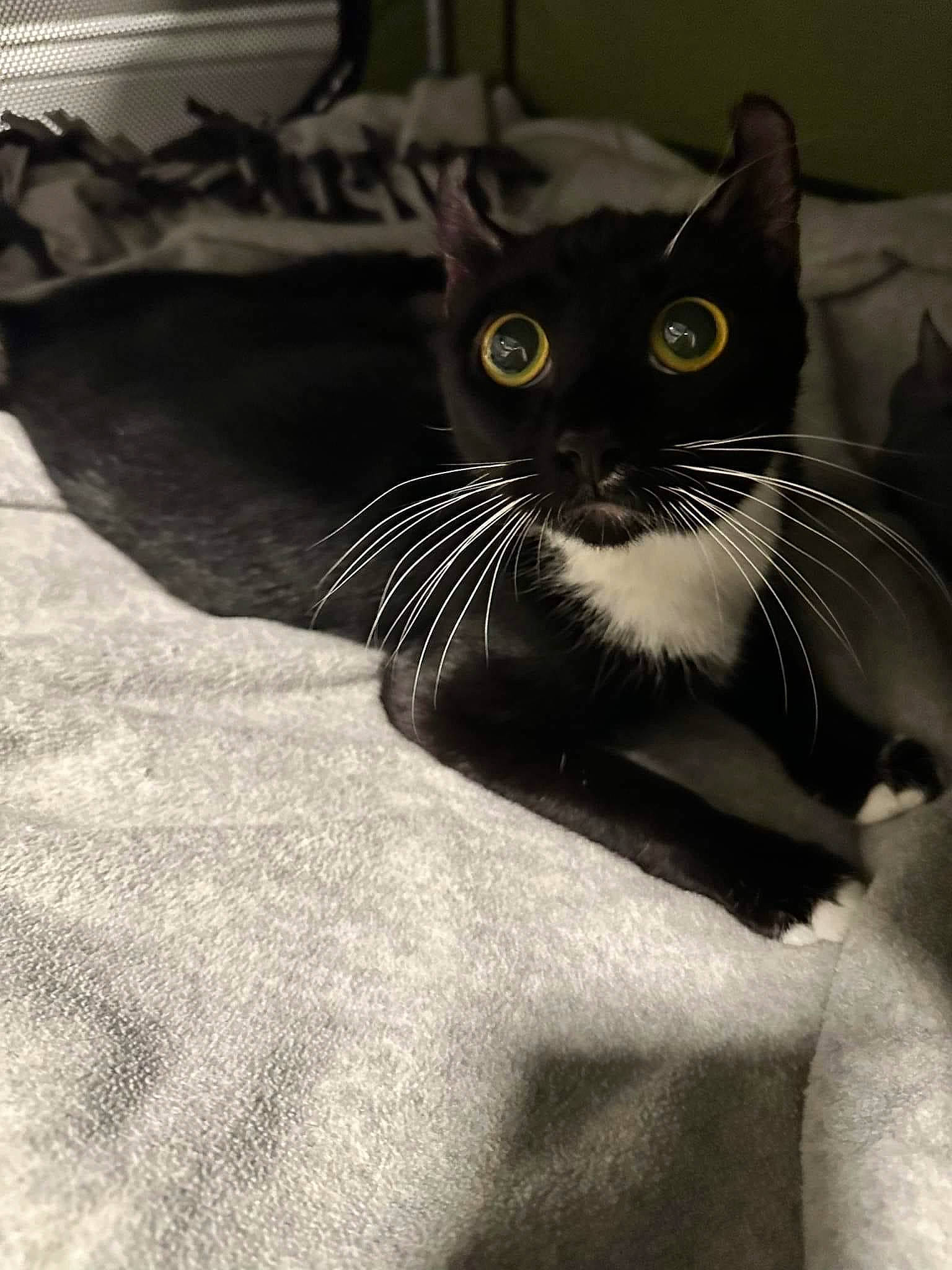 Charlotte is registered to the contest to win money with this photo: black_cat, carnivore, cat, claw, comfort, domestic_short_haired_cat, felidae, fur, grey, linens, monochrome, monochrome_photography, paw, sitting, small_to_medium_sized_cats, snout, tail, whiskers