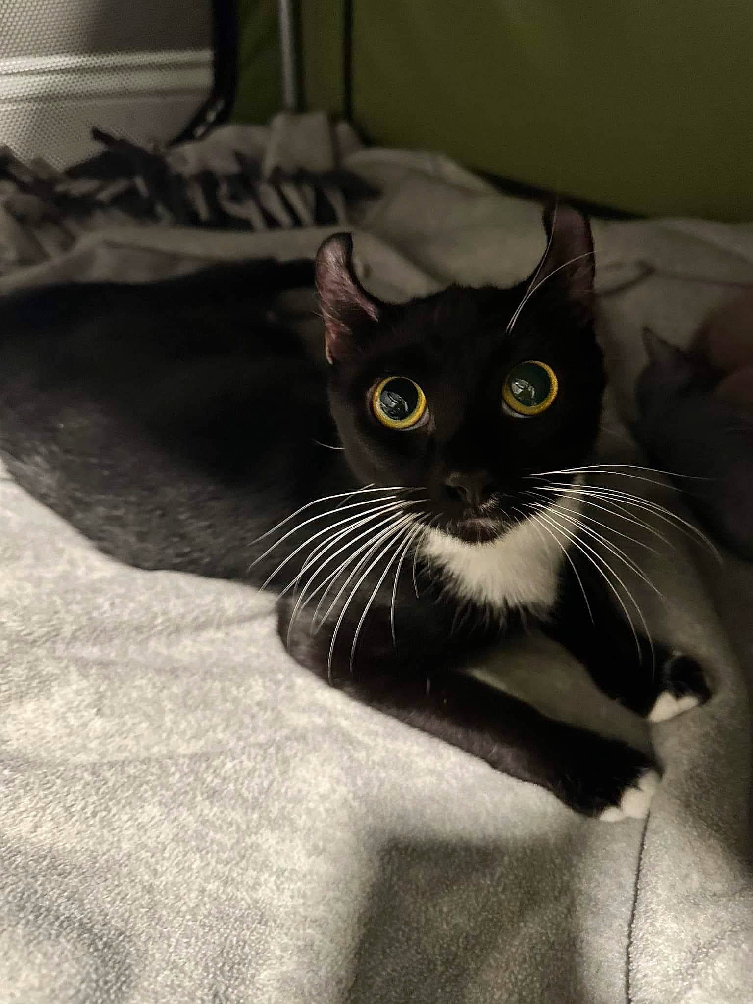 Charlotte is registered to the contest to win money with this photo: black_cat, carnivore, cat, cat_supply, claw, comfort, domestic_short_haired_cat, felidae, fur, grey, monochrome, monochrome_photography, paw, small_to_medium_sized_cats, snout, tail, terrestrial_animal, whiskers