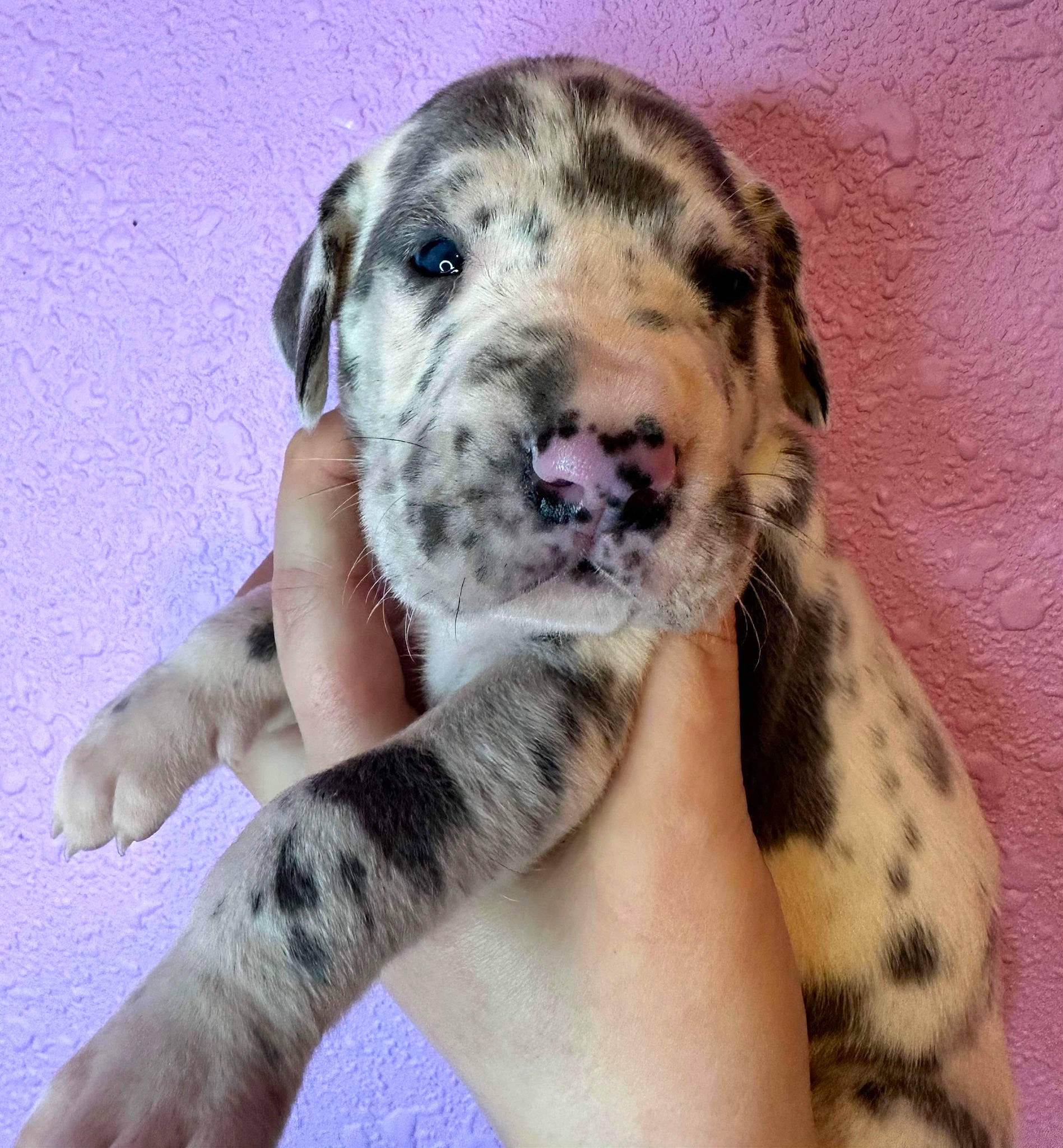 Monroe is registered to the contest to win money with this photo: canidae, carnivore, companion_dog, dalmatian, dog, dog_breed, fawn, fur, non_sporting_group, pattern, paw, photography, snout, sporting_group, terrestrial_animal, toy, whiskers, working_dog