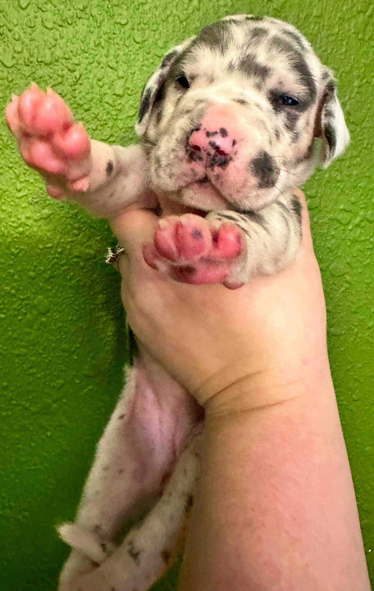 Monroe joined the competition — help win amazing prizes! canidae, carnivore, close_up, companion_dog, dog, dog_breed, fawn, finger, foot, gesture, grass, nail, paw, snout, sporting_group, terrestrial_animal, thumb, whiskers, working_animal, working_dog