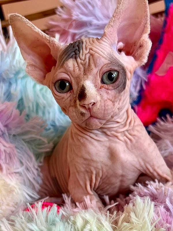 Tripsy is registered to the contest to win money with this photo: donskoy, event, fawn, felidae, fictional_character, fur, holiday, liver, magenta, peach, pink, snout, souvenir, tail, terrestrial_animal, toy, whiskers, working_animal