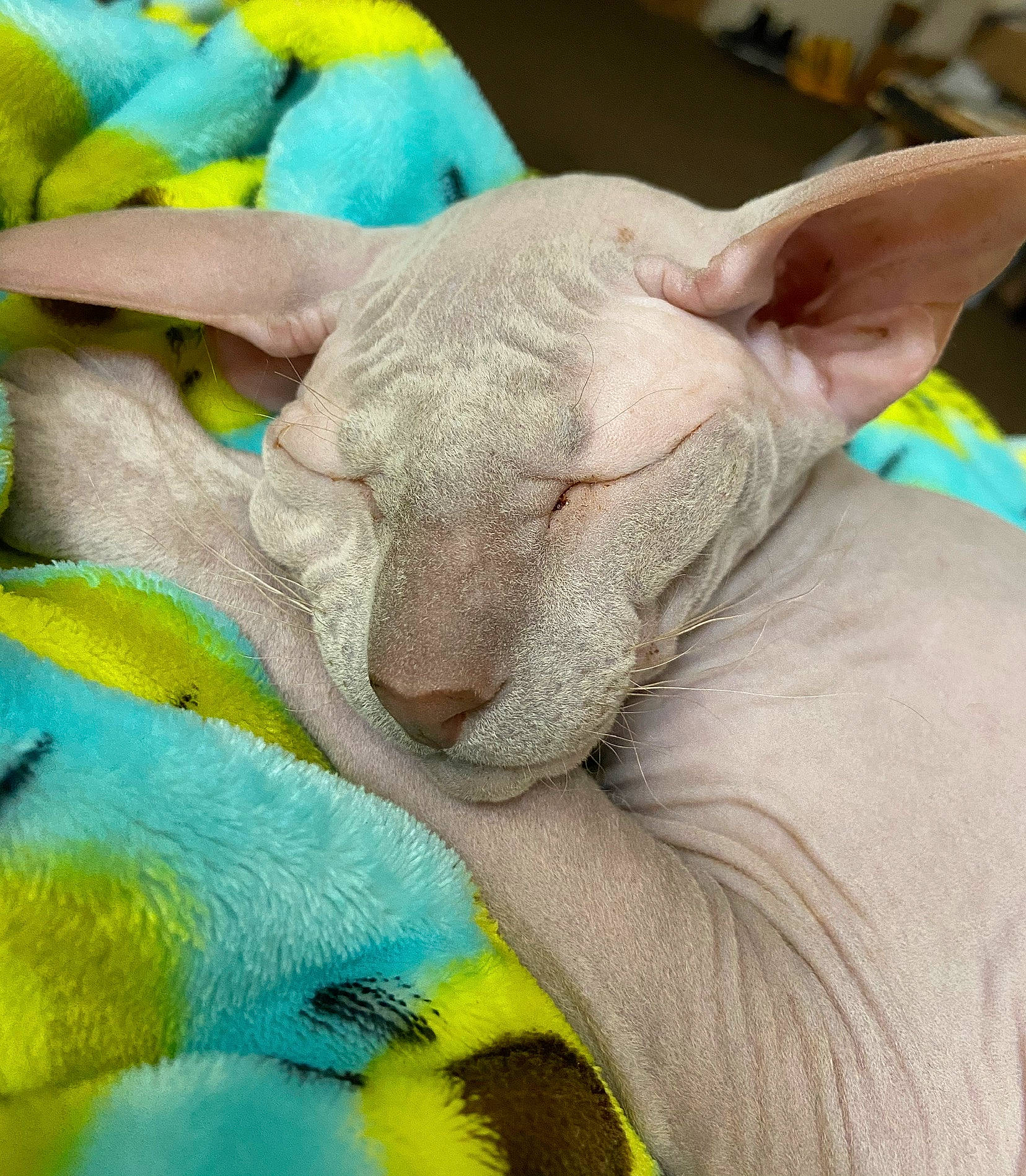 Zindi Joi is registered to the contest to win money with this photo: carnivore, close_up, comfort, electric_blue, fawn, felidae, foot, fur, mammal, nail, nap, snout, stuffed_toy, terrestrial_animal, whiskers, wrinkle