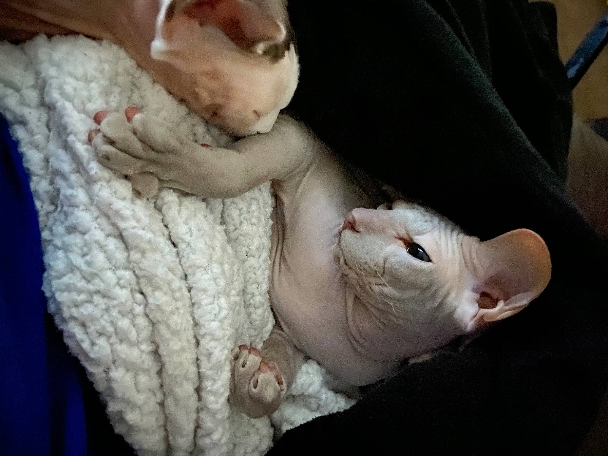 Zindi Joi is registered to the contest to win money with this photo: baby, baby_products, child, comfort, ear, fawn, fur, gesture, linens, mammal, nail, nap, nose, skin, sleep, tail, thumb, whiskers, wool, woolen