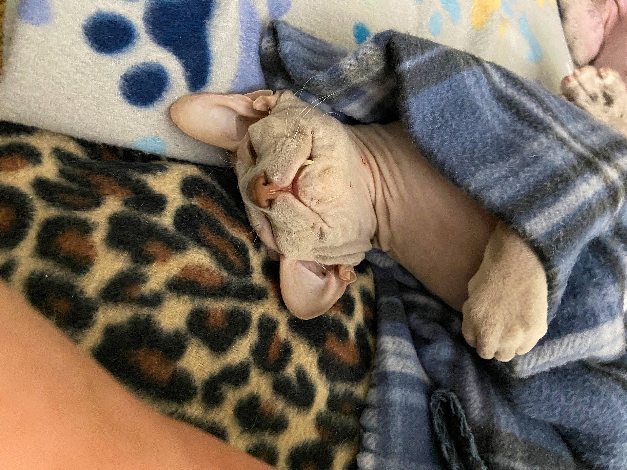 Zindi Joi is registered to the contest to win money with this photo: baby_toddler_clothing, cat, close_up, comfort, fawn, felidae, foot, fur, human_leg, linens, military_camouflage, nail, pattern, skin, sleeve, small_to_medium_sized_cats, terrestrial_animal, textile, whiskers, wrist