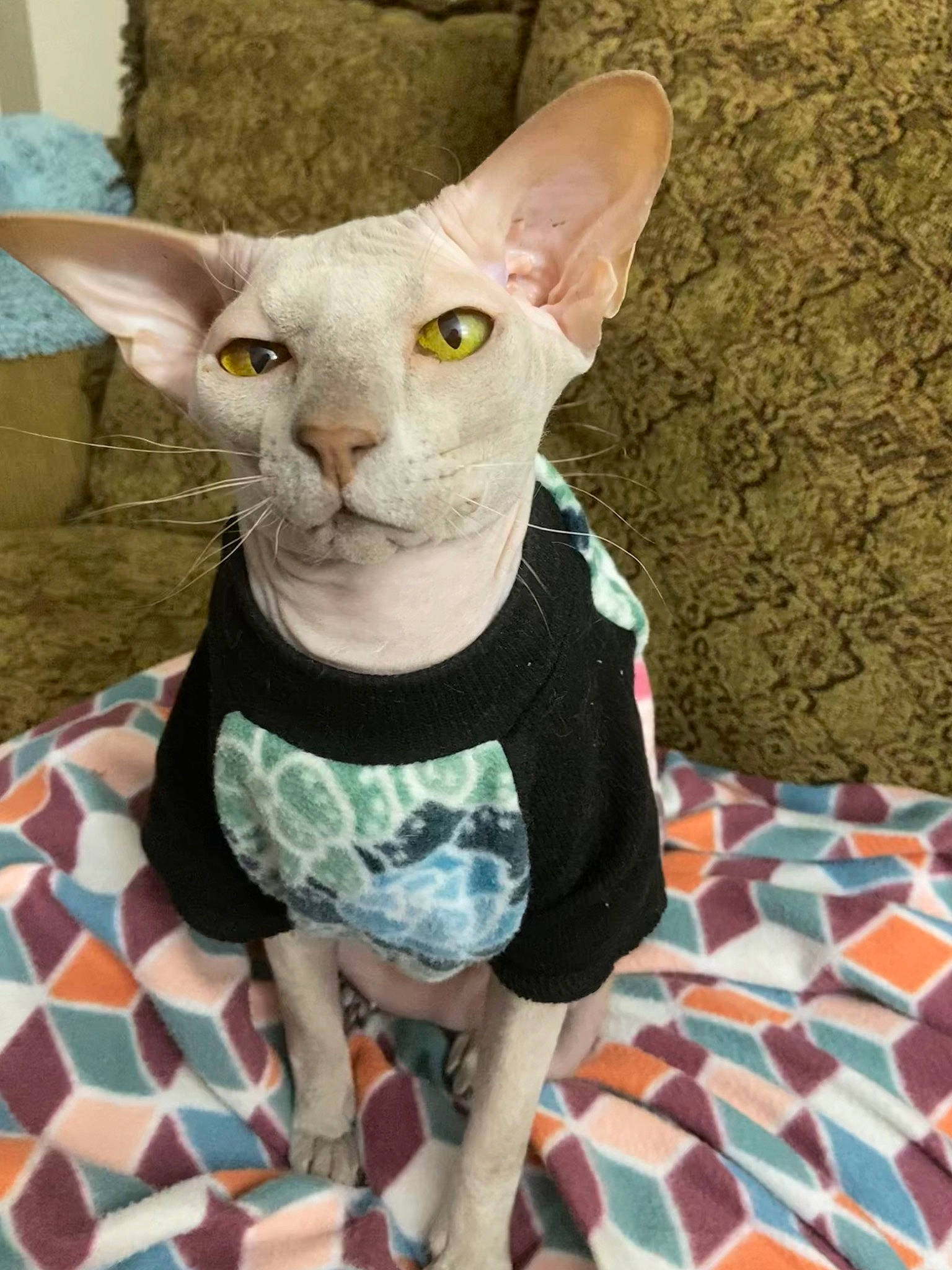 Zindi Joi is registered to the contest to win money with this photo: carmine, carnivore, cat, creative_arts, donskoy, fawn, felidae, fur, pattern, pet_supply, peterbald, snout, sphynx, tartan, terrestrial_animal, whiskers