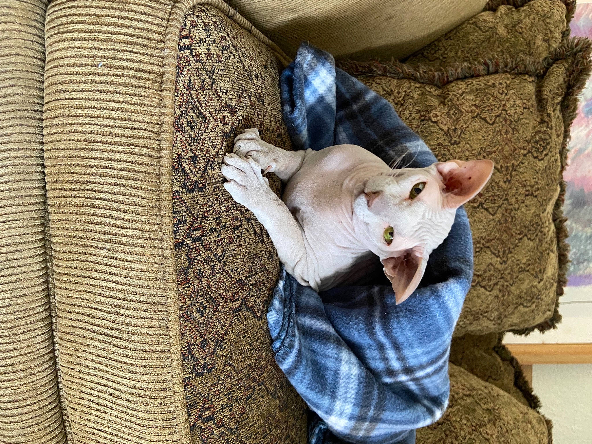 Zindi Joi is registered to the contest to win money with this photo: bow_tie, carnivore, comfort, companion_dog, dog, dog_breed, ear, fawn, felidae, fur, grey, linens, pattern, small_to_medium_sized_cats, snout, tail, toy, toy_dog, whiskers, wood