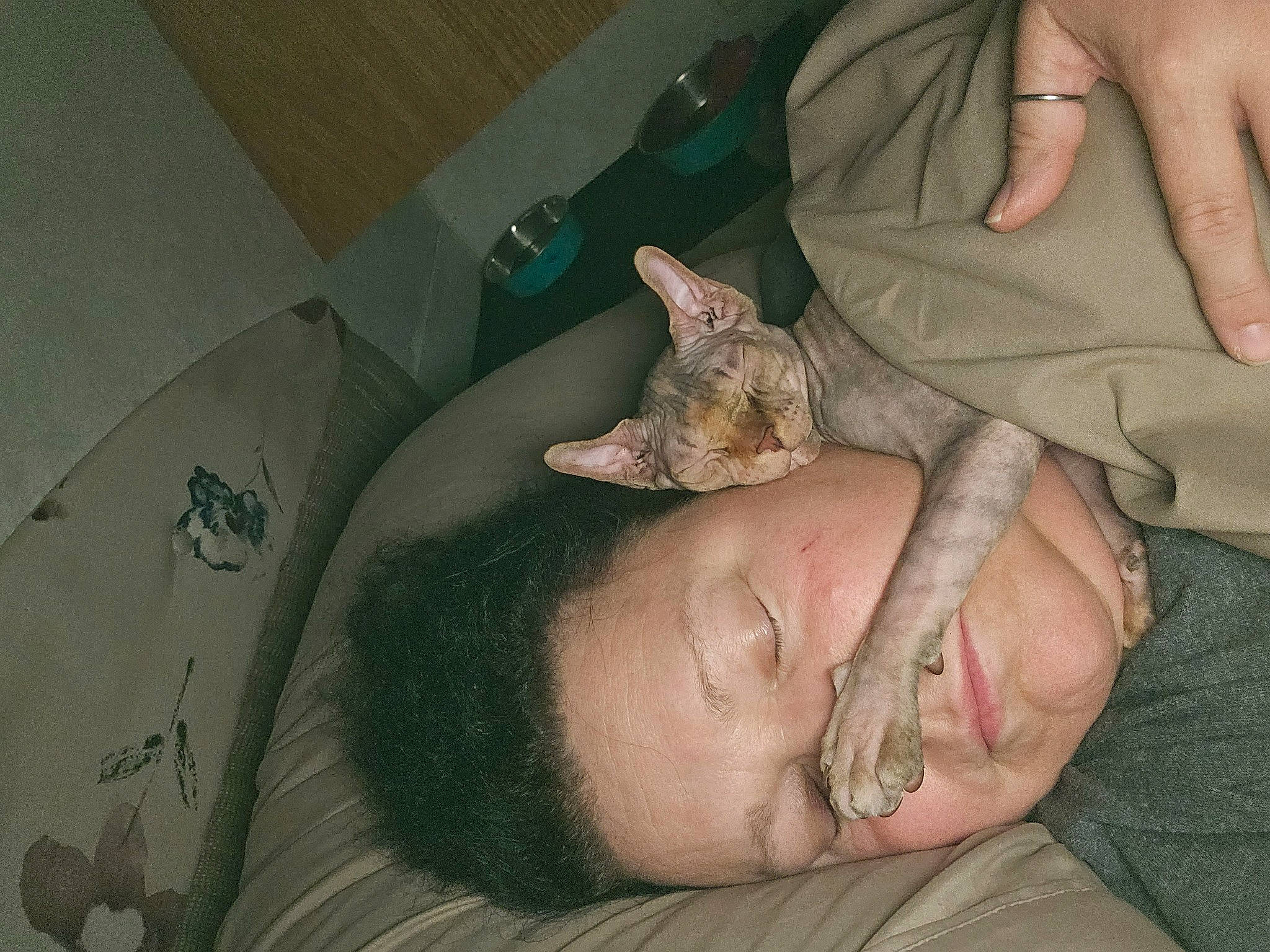 Ipsy joined the competition — help win amazing prizes! abdomen, bed, carnivore, cat, chest, comfort, ear, elbow, felidae, finger, gesture, hand, jaw, leg, mouth, nail, neck, nose, skin, trunk