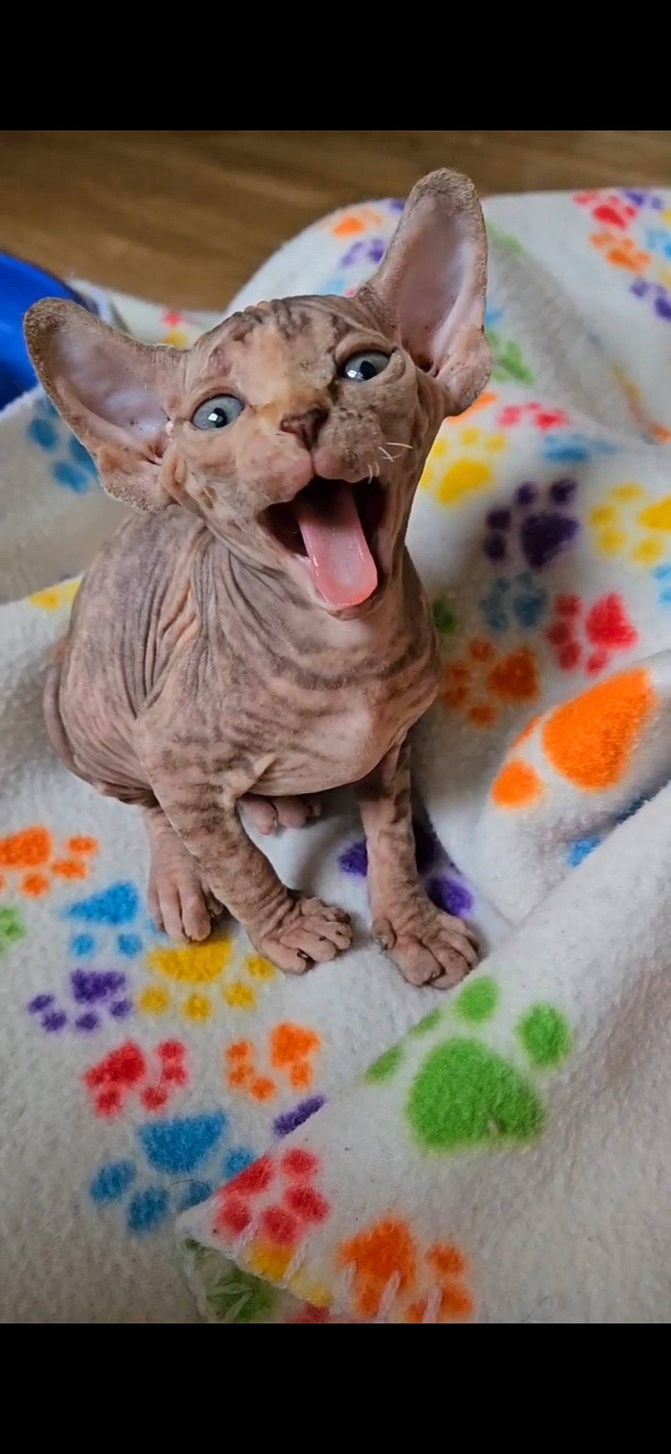 Ipsy joined the competition — help win amazing prizes! animal_figure, art, artifact, ceramic, devon_rex, donskoy, fashion_accessory, fawn, felidae, linens, pattern, sculpture, serveware, small_to_medium_sized_cats, tail, terrestrial_animal, toy, visual_arts, whiskers, working_animal