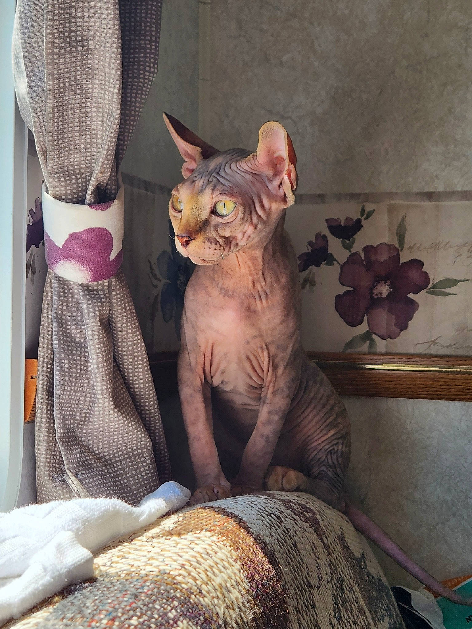 Ipsy joined the competition — help win amazing prizes! carnivore, cat, comfort, domestic_short_haired_cat, fawn, felidae, fur, grey, linens, pattern, paw, plant, room, sitting, small_to_medium_sized_cats, snout, tail, terrestrial_animal, toy, whiskers