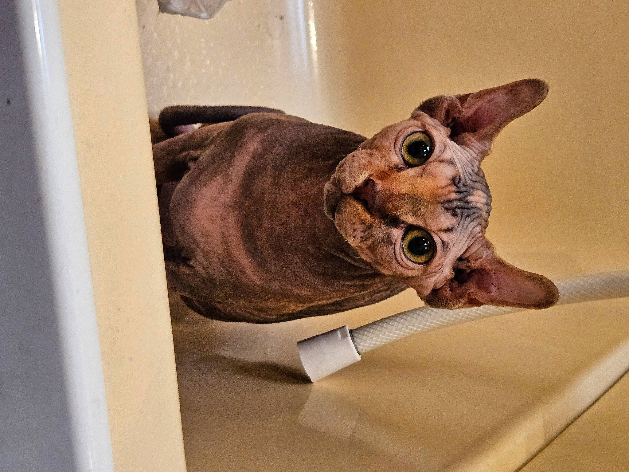 Ipsy joined the competition — help win amazing prizes! art, artifact, carnivore, cat, domestic_short_haired_cat, fawn, felidae, fish, head, jaw, mammal, ragdoll, sculpture, small_to_medium_sized_cats, snout, tail, vertebrate, whiskers, wood, working_animal