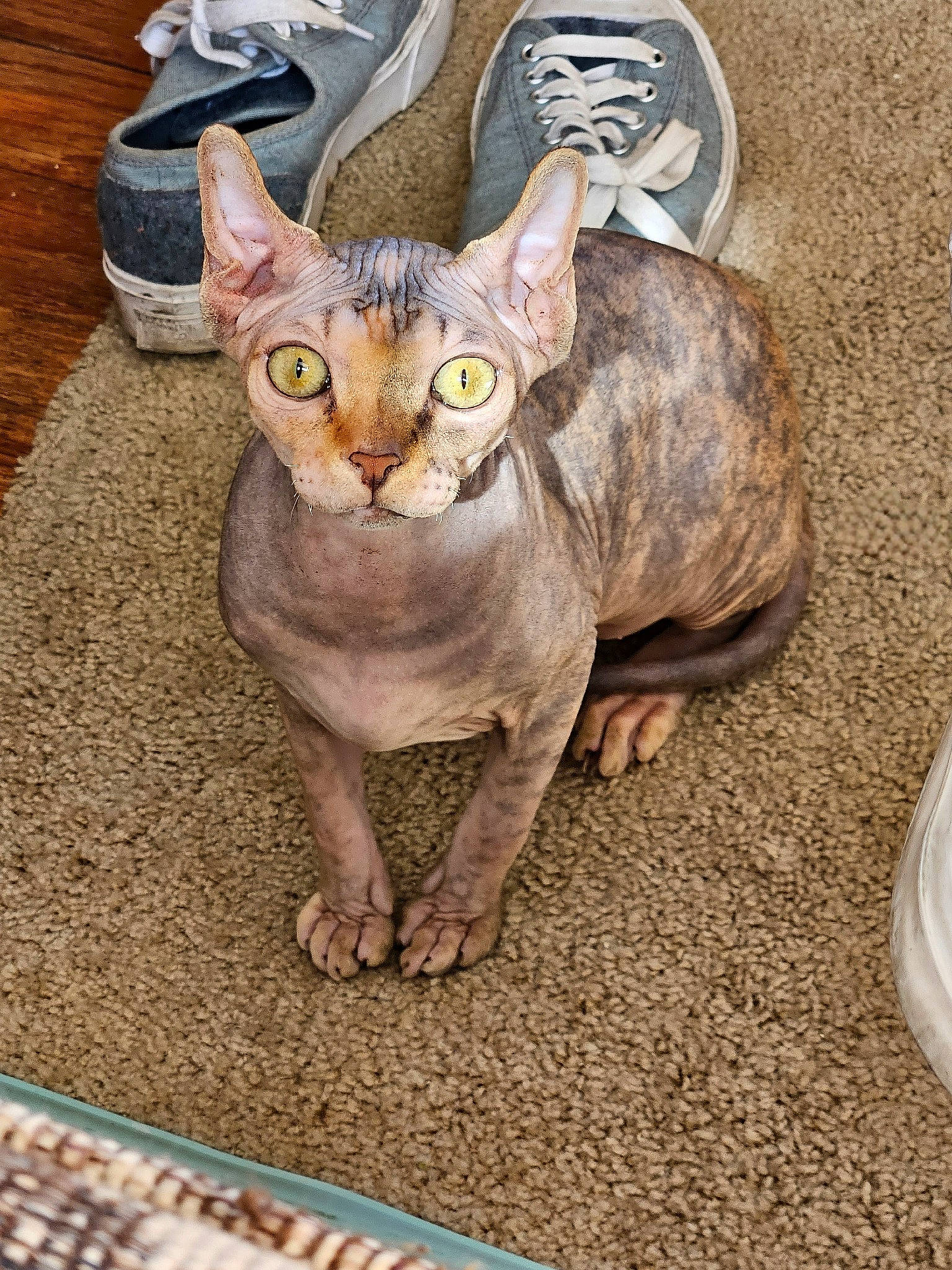 Ipsy joined the competition — help win amazing prizes! artifact, carnivore, cat, domestic_short_haired_cat, donskoy, fawn, felidae, flooring, fur, grass, paw, road_surface, sitting, small_to_medium_sized_cats, sphynx, tail, terrestrial_animal, toy, whiskers, wood