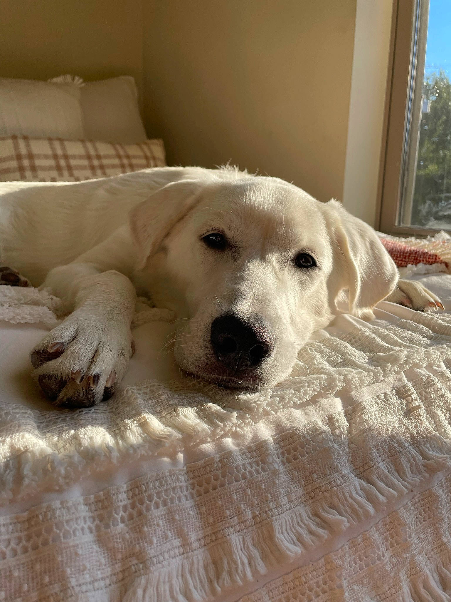 Sully joined the competition — help win amazing prizes! carnivore, comfort, companion_dog, couch, dog, dog_breed, fawn, flooring, fur, gun_dog, labrador_retriever, linens, livestock_guardian_dog, pet_supply, retriever, sporting_group, terrestrial_animal, whiskers, wood, working_animal