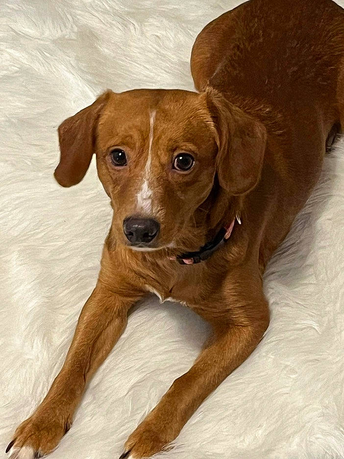 Grogu joined the competition — help win amazing prizes! canidae, carnivore, collar, companion_dog, dog, dog_breed, dog_collar, fawn, fur, hunting_dog, liver, snout, sporting_group, terrestrial_animal, whiskers, working_animal