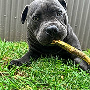 Dior is registered to the contest to win money with this photo: puppy, dog, grass, stick, outdoor, pet, animal, cute, playful, close_up, young_dog, chewing, nature, greenery, fence, adorable, snout, ears, lying_down, curious