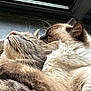 Nathalie Gomes participe au concours pour gagner de l'argent avec cette photo : cat, cats, two_cats, sleeping, cuddling, cuddle, fur, whiskers, close_up, pet, pets, cozy, nap, window, indoor, mammal, domestic_animal, companion, relaxed, adorable