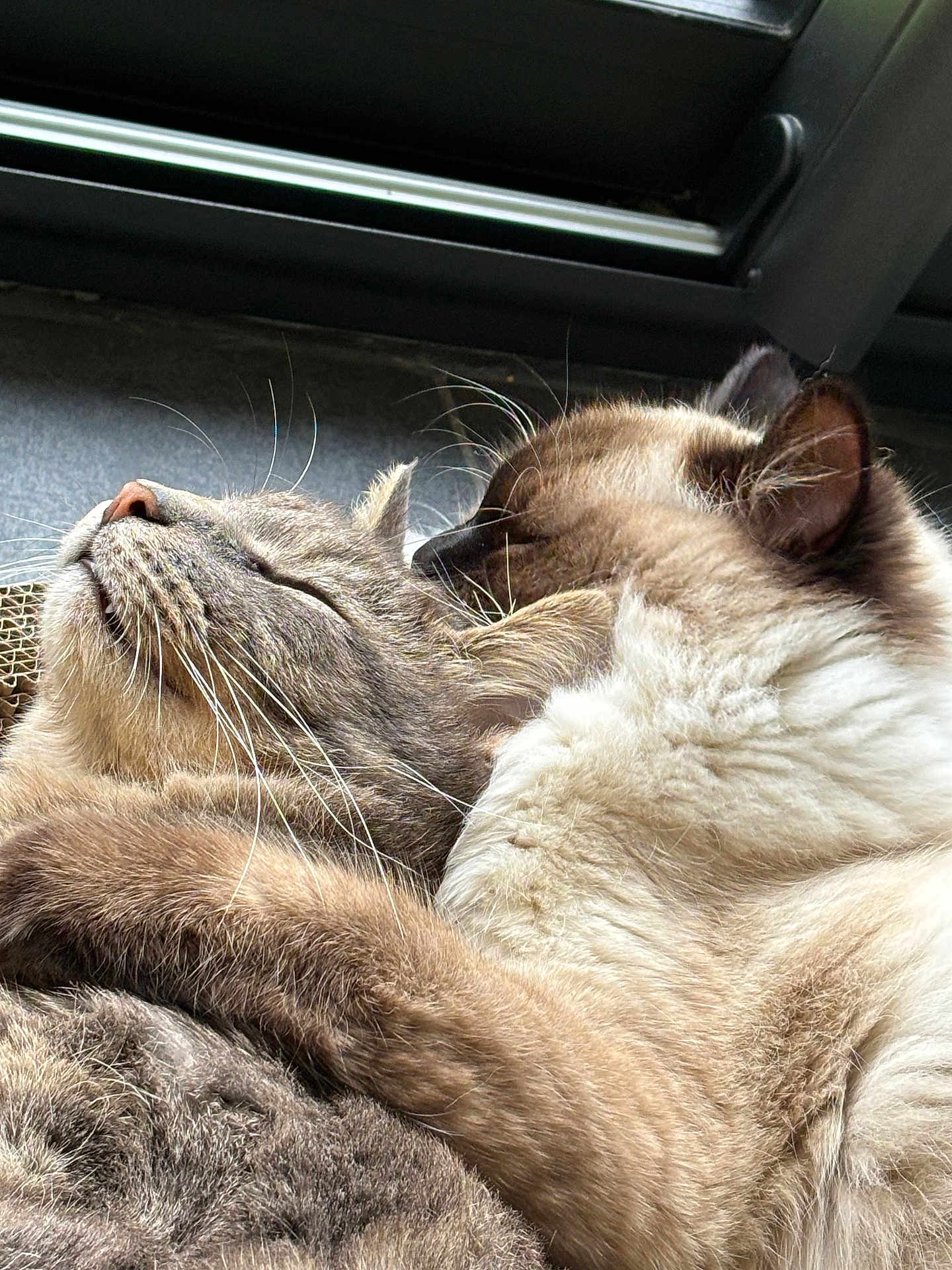 Nathalie Gomes participe au concours pour gagner de l'argent avec cette photo : cat, cats, two_cats, sleeping, cuddling, cuddle, fur, whiskers, close_up, pet, pets, cozy, nap, window, indoor, mammal, domestic_animal, companion, relaxed, adorable