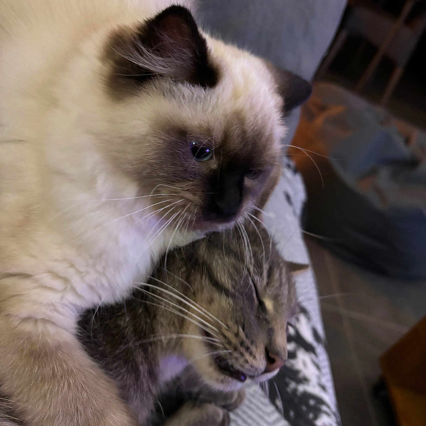 Anaya participe au concours pour gagner de l'argent avec cette photo : blanket, cat, close_up, companion, cozy, cute, domestic_cat, ears, feline, fluffy_cat, fur, indoor, patterned_blanket, pet, resting, sleepy, snuggling, tabby_cat, two_animals, whiskers