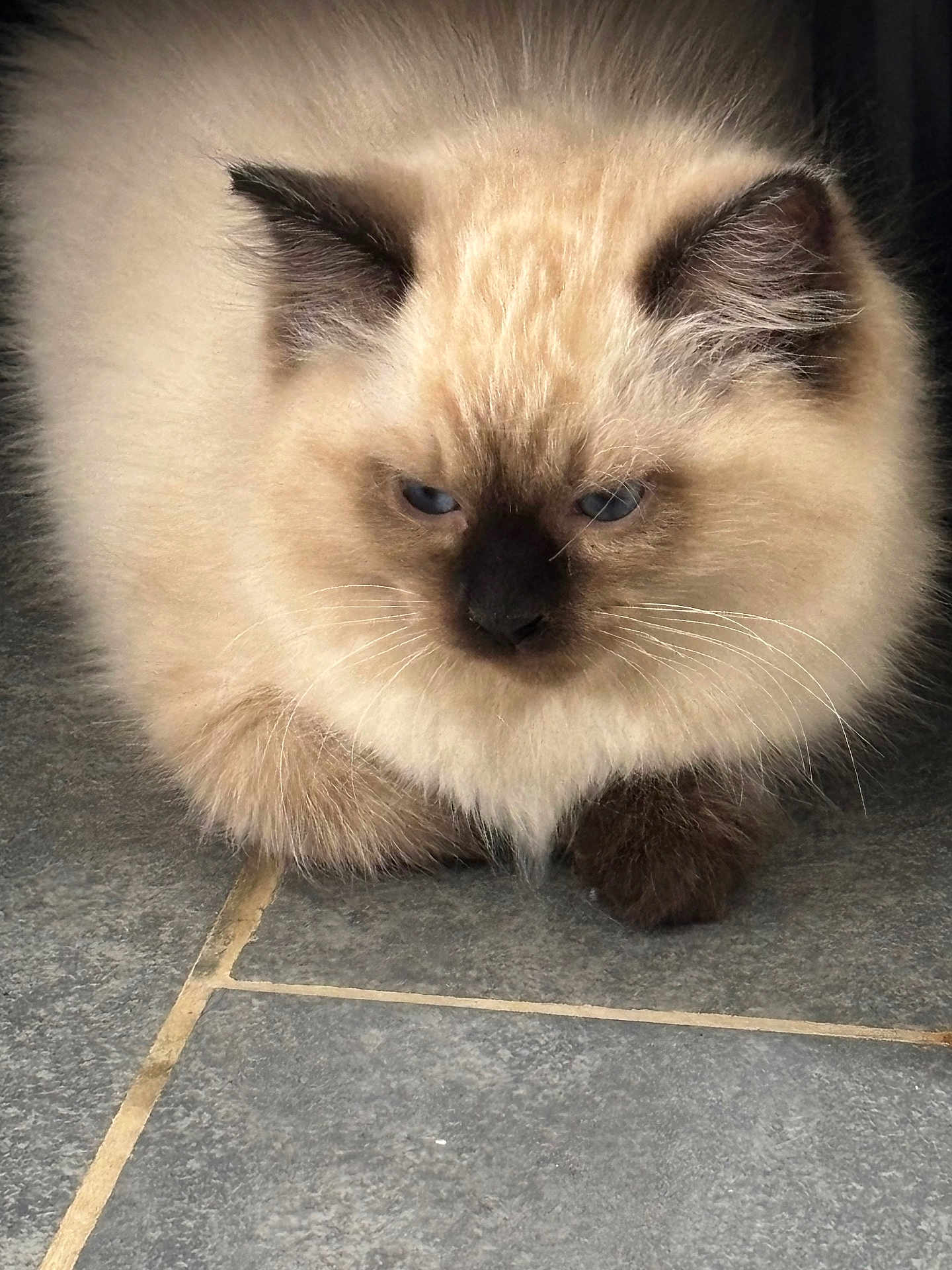 Anaya participe au concours pour gagner de l'argent avec cette photo : cat, fluffy, blue_eyes, cream_color, dark_ears, dark_paws, pet, animal, feline, sitting, indoor, tile_floor, whiskers, cute, closeup, portrait, fur, mammal, domestic_animal, resting