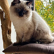 Anaya participe au concours pour gagner de l'argent avec cette photo : cat, fluffy, blue_eyes, cushion, wood, window, indoor, natural_light, tree, furniture, pet, animal, soft_fur, sitting, cute, domestic_cat, relaxed, closeup, whiskers, cozy