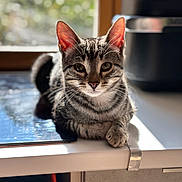 Rocket a rejoint le concours — aidez-le/la à gagner de superbes lots ! cat, tabby, pet, animal, indoor, sunlight, counter, kitchen, window, relaxed, feline, domestic, whiskers, ears, face, paws, resting, cute, fur, portrait