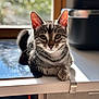 cat, tabby, pet, animal, indoor, sunlight, counter, kitchen, window, relaxed, feline, domestic, whiskers, ears, face, paws, resting, cute, fur, portrait
