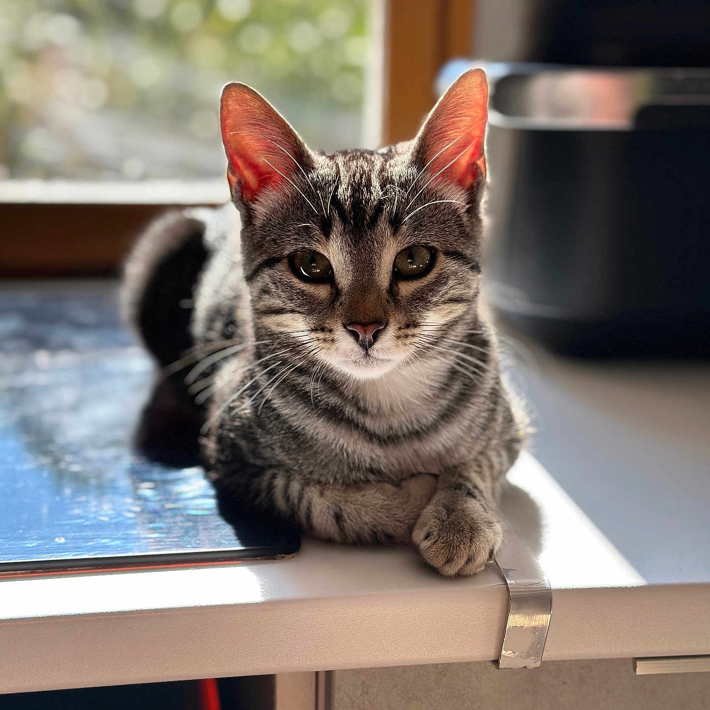 Rocket a rejoint le concours — aidez-le/la à gagner de superbes lots ! animal, cat, counter, cute, domestic, ears, face, feline, fur, indoor, kitchen, paws, pet, portrait, relaxed, resting, sunlight, tabby, whiskers, window