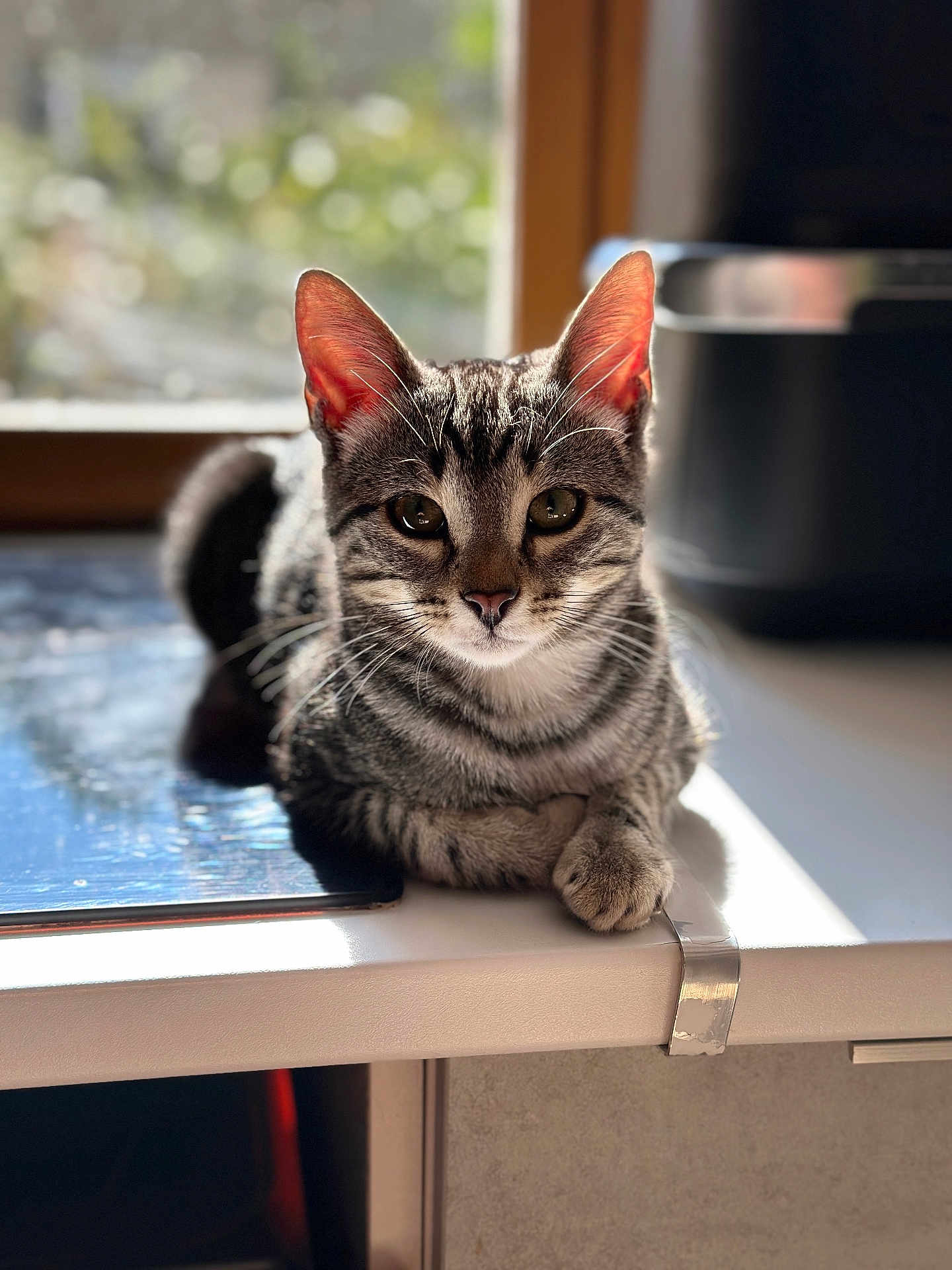 Rocket a rejoint le concours — aidez-le/la à gagner de superbes lots ! cat, tabby, pet, animal, indoor, sunlight, counter, kitchen, window, relaxed, feline, domestic, whiskers, ears, face, paws, resting, cute, fur, portrait