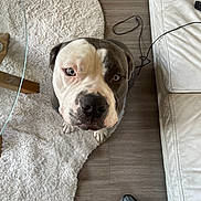 Apash participe au concours pour gagner de l'argent avec cette photo : cables, close_up, couch, dog, ears, eyes, fluffy_rug, home, indoor, looking_at_camera, nose, paws, pet, portrait, serious, shoes, short_hair, snout, white_and_brown, wooden_floor