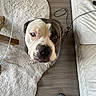 cables, close_up, couch, dog, ears, eyes, fluffy_rug, home, indoor, looking_at_camera, nose, paws, pet, portrait, serious, shoes, short_hair, snout, white_and_brown, wooden_floor
