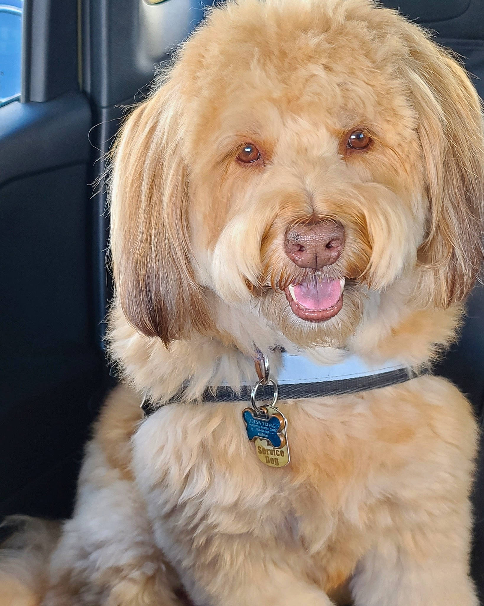 Chewie is registered to the contest to win money with this photo: canidae, carnivore, collar, companion_dog, dog, dog_breed, dog_collar, fashion_accessory, fur, happy, labradoodle, leash, smile, snout, sporting_group, terrier, toy_dog, vehicle_door, working_animal, yorkipoo