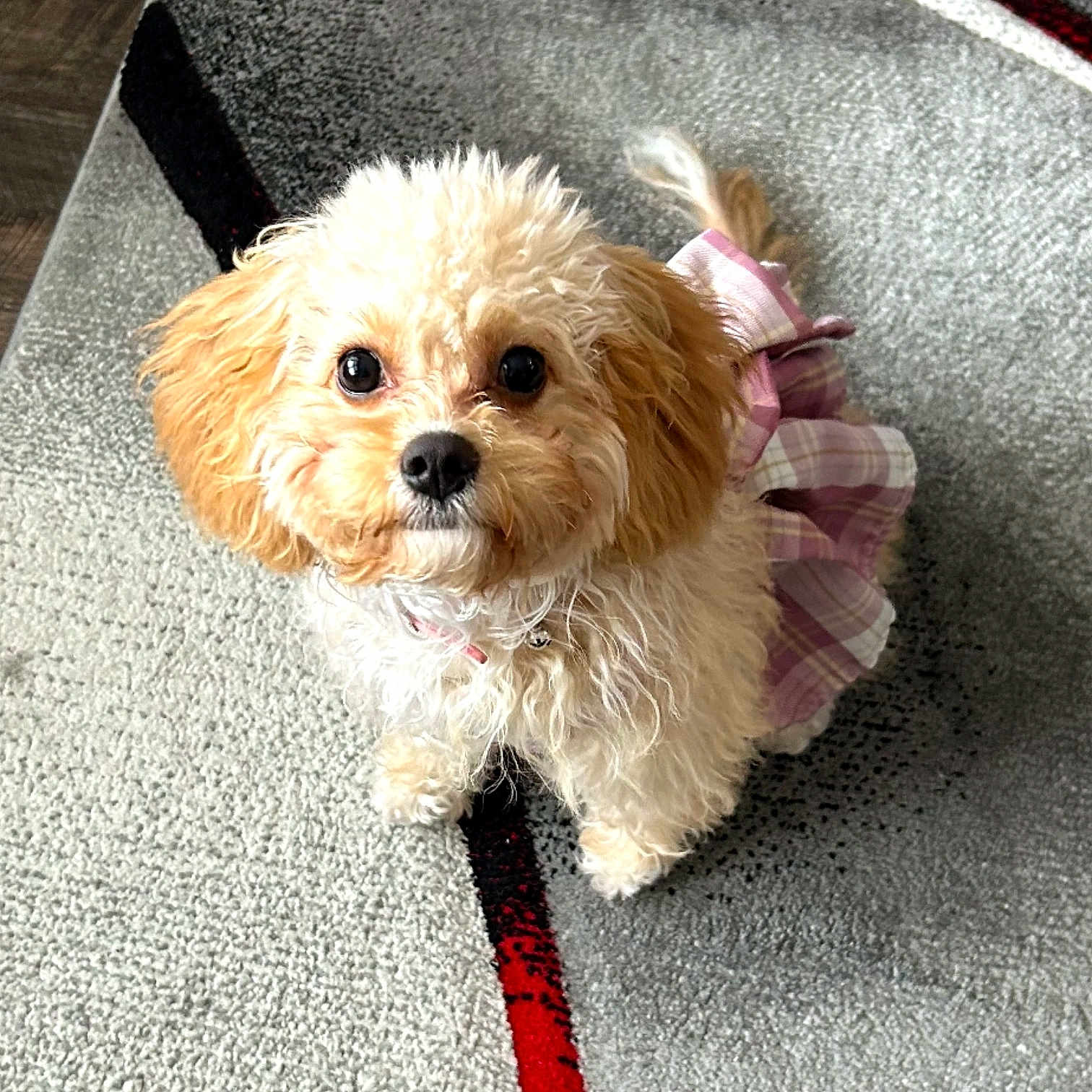 Lilly joined the competition — help win amazing prizes! adorable, animal, carpet, collar, companion, curly_fur, cute, dog, domestic_animal, ears, fluffy, fur, indoor, looking_up, pet, pink_dress, playful, puppy, small_dog, tail
