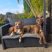 Pepito participe au concours pour gagner de l'argent avec cette photo : dog, dogs, brown_dog, outdoor, sofa, wicker_sofa, cushion, greenery, plants, skull_decoration, spiders, sunlight, relaxed, pet, animal, garden, furniture, daytime, clear_sky, pavement