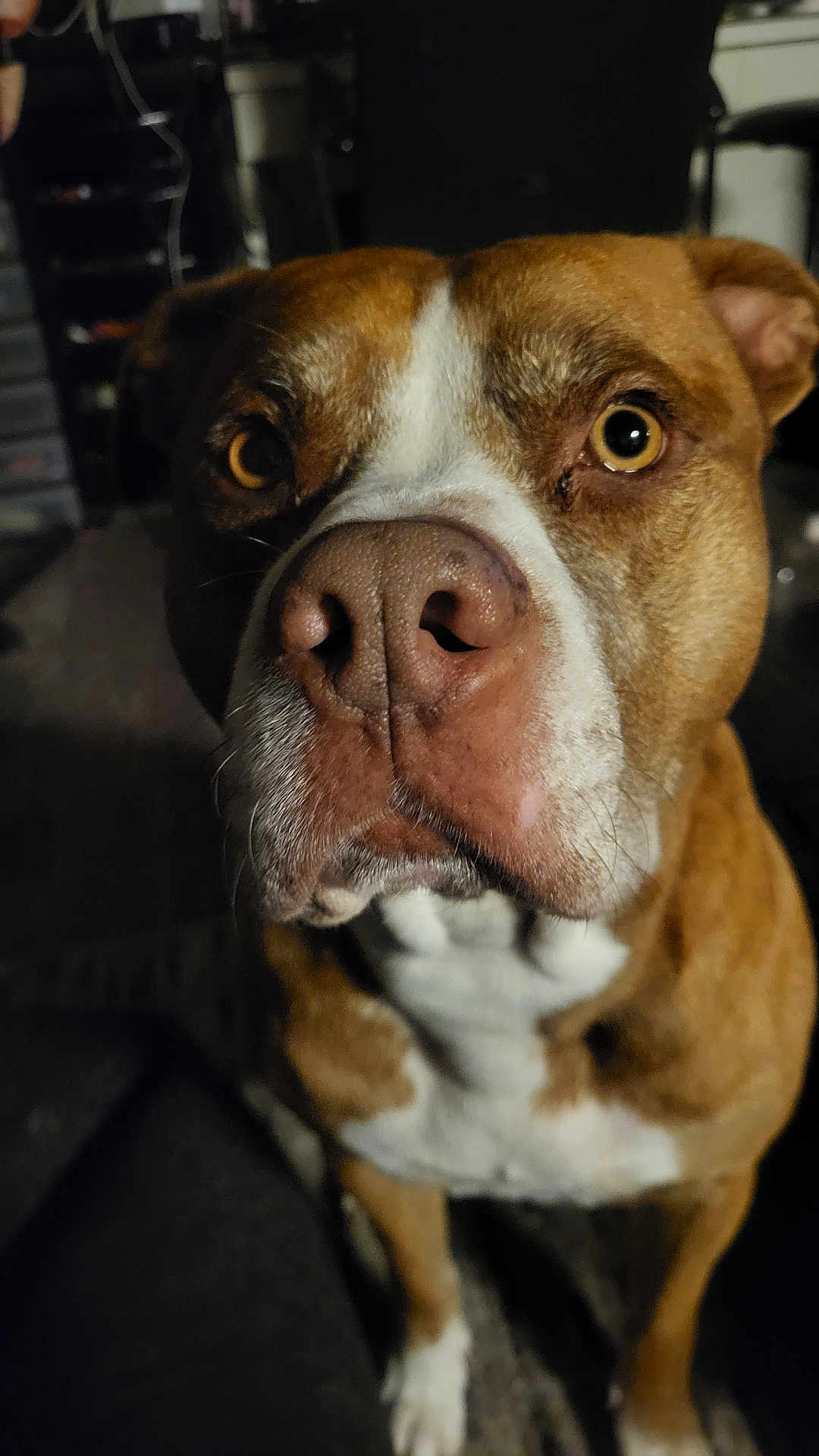 Pepito a rejoint le concours — aidez-le/la à gagner de superbes lots ! dog, brown, white, close_up, indoor, pet, canine, animal, face, nose, eyes, fur, looking, portrait, domestic_animal, mammal, companion, curious, seated, front_view