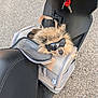 Chocco a rejoint le concours — aidez-le/la à gagner de superbes lots ! accessory, animal, beige, black, canine, cute, dog, fur, key, leisure, outdoor, pet_carrier, reflection, road, scooter, seat, sunglasses, transportation, travel, zipper
