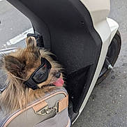 Chocco participe au concours pour gagner de l'argent avec cette photo : accessory, animal, close_up, cute, dog, fluffy, fur, goggles, outdoor, pet, pet_carrier, road, scooter, side_view, street, tongue_out, transport, travel, urban, vehicle