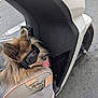 accessory, animal, close_up, cute, dog, fluffy, fur, goggles, outdoor, pet, pet_carrier, road, scooter, side_view, street, tongue_out, transport, travel, urban, vehicle