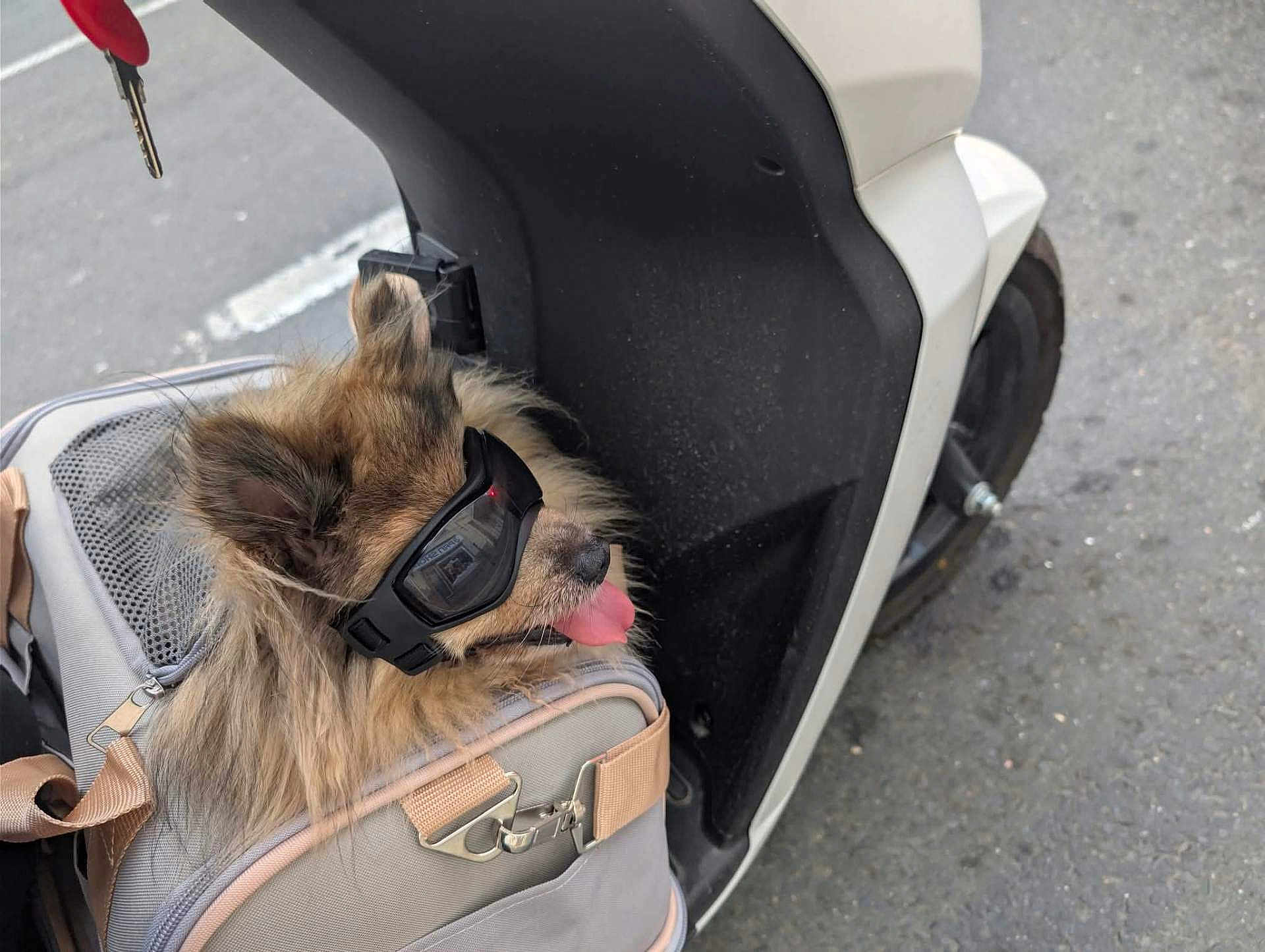 Chocco participe au concours pour gagner de l'argent avec cette photo : accessory, animal, close_up, cute, dog, fluffy, fur, goggles, outdoor, pet, pet_carrier, road, scooter, side_view, street, tongue_out, transport, travel, urban, vehicle
