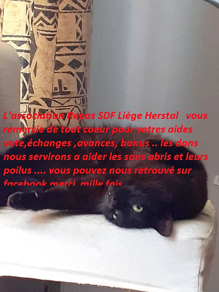 Léa a rejoint le concours — aidez-le/la à gagner de superbes lots ! automotive_tire, bedding, bedroom, black, carnivore, comfort, companion_dog, felidae, flooring, font, fur, grey, human_leg, linens, pattern, sleeve, small_to_medium_sized_cats, tail, terrestrial_animal, thigh