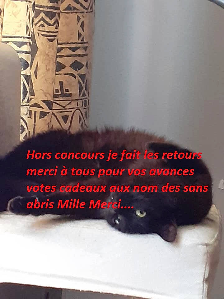 Léa participe au concours pour gagner de l'argent avec cette photo : bed, carnivore, cat, chair, comfort, couch, felidae, font, fur, grey, human_leg, linens, material_property, orange, small_to_medium_sized_cats, table, tail, textile, thigh, whiskers