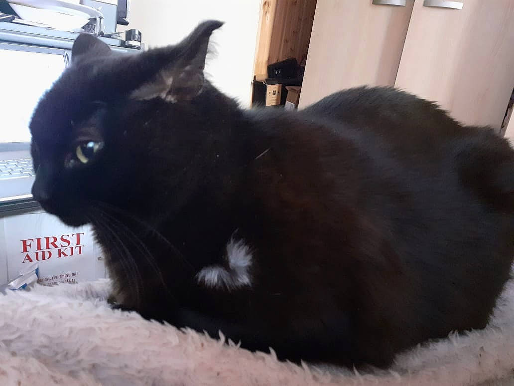 Léa a rejoint le concours — aidez-le/la à gagner de superbes lots ! black_cat, bombay, carnivore, cat, claw, comfort, domestic_short_haired_cat, door, felidae, fur, grey, paw, sitting, small_to_medium_sized_cats, snout, tail, terrestrial_animal, whiskers, window