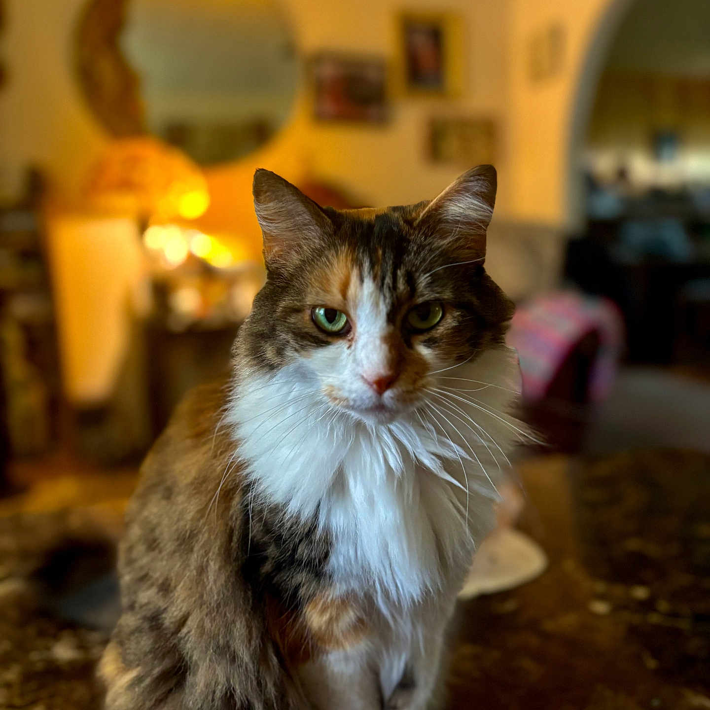 Callie is registered to the contest to win money with this photo: blurred_background, cat, close_up, cozy, decor, domestic_animal, fluffy, focused, fur, furniture, green_eyes, household, indoor, living_room, marble_surface, pet, portrait, sitting, warm_lighting, whiskers