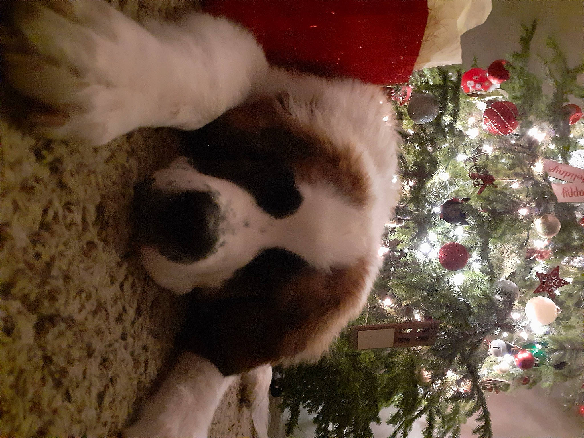 Dublin joined the competition — help win amazing prizes! carnivore, christmas_decoration, christmas_eve, christmas_ornament, christmas_tree, companion_dog, dog, dog_breed, event, fawn, felidae, fur, hat, holiday, holiday_ornament, ornament, plant, snout, tree, whiskers