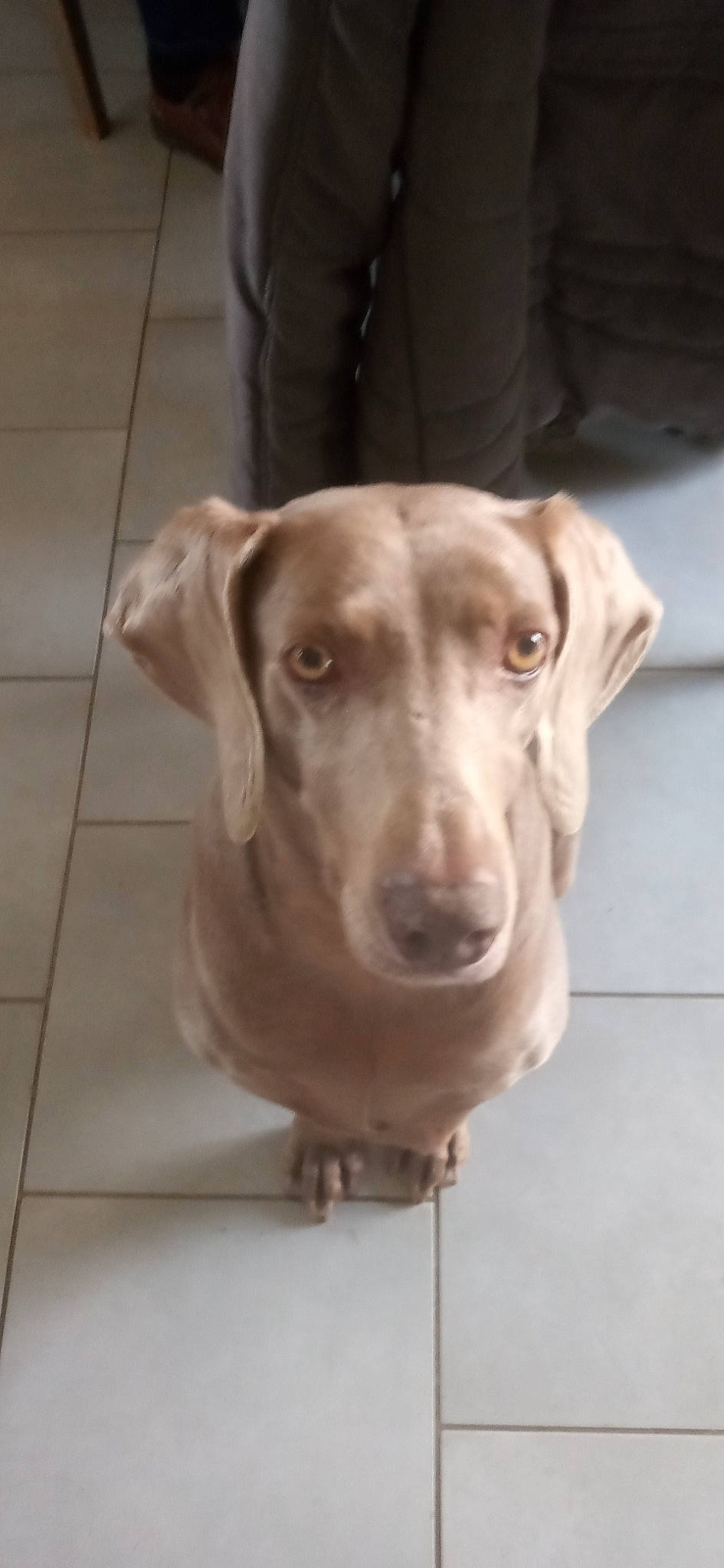 Isis a rejoint le concours — aidez-le/la à gagner de superbes lots ! canidae, carnivore, collar, companion_dog, dog, dog_breed, dog_collar, ear, eye, fawn, flooring, fur, liver, pet_supply, snout, sporting_group, tile_flooring, whiskers, wood, working_animal