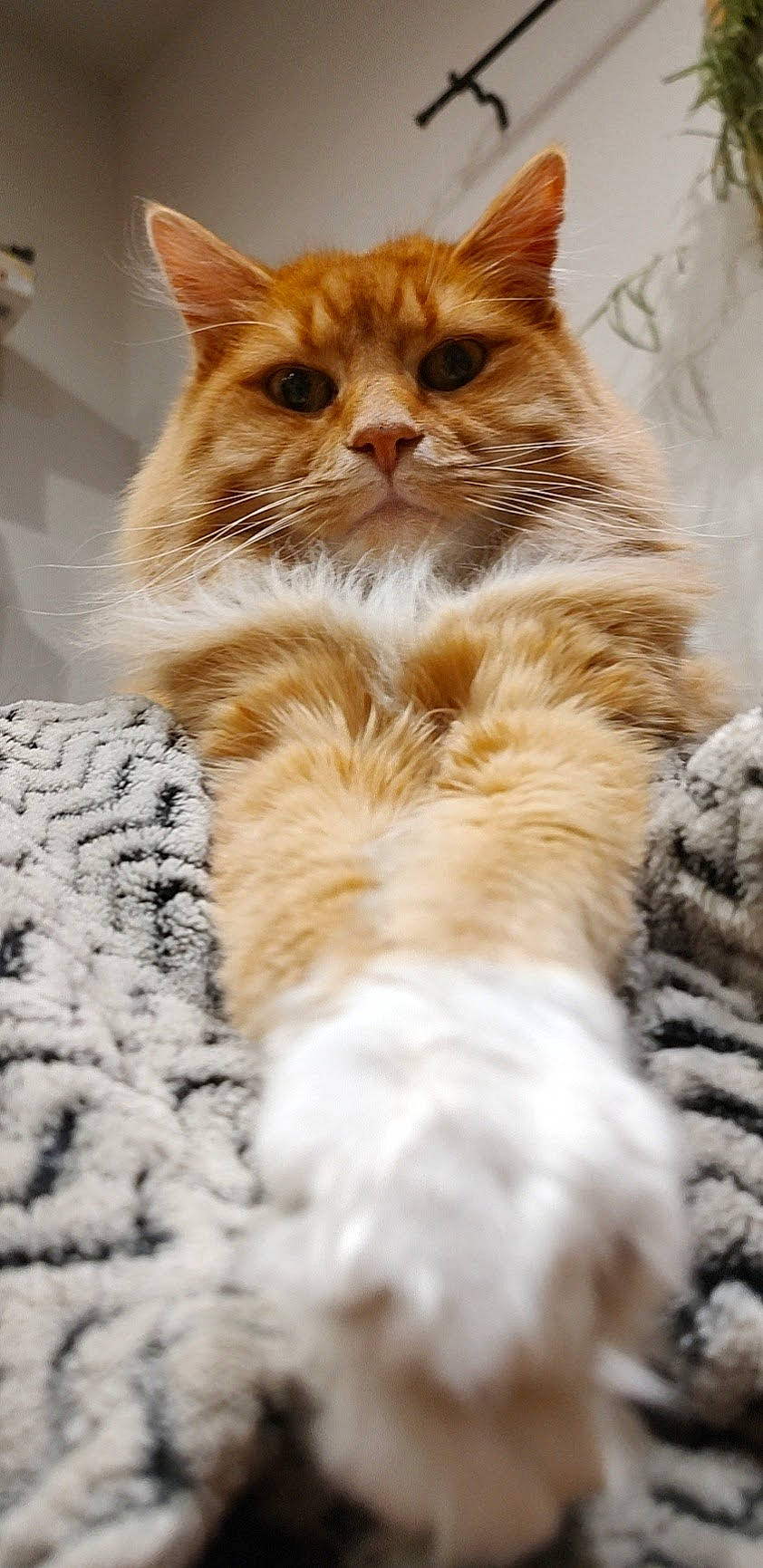 Harrison joined the competition — help win amazing prizes! british_longhair, carnivore, cat, claw, domestic_short_haired_cat, event, fawn, felidae, fur, paw, persian, plant, small_to_medium_sized_cats, snout, tail, terrestrial_animal, whiskers, wood